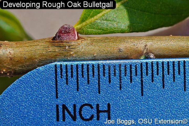 Rough Oak Bulletgall on branch on ruler